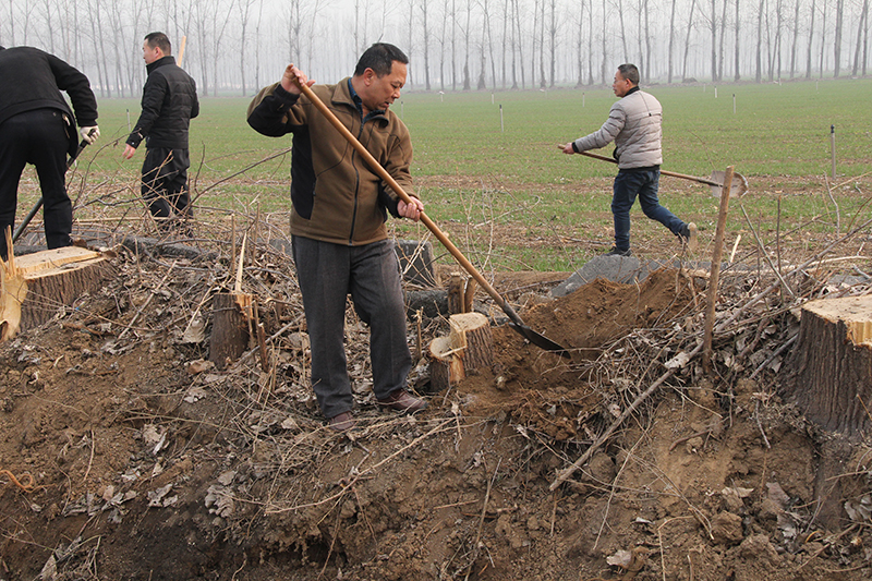 博農(nóng)集團(tuán)領(lǐng)導(dǎo)、基層黨政負(fù)責(zé)人等同志積極參加植樹(shù)活動(dòng)